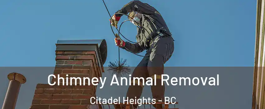 Chimney Animal Removal Citadel Heights - BC