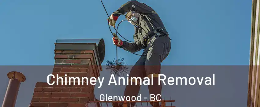 Chimney Animal Removal Glenwood - BC