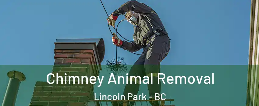 Chimney Animal Removal Lincoln Park - BC