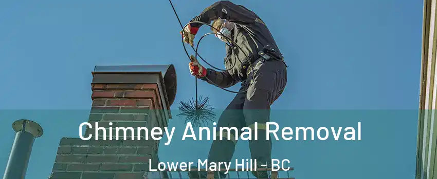 Chimney Animal Removal Lower Mary Hill - BC