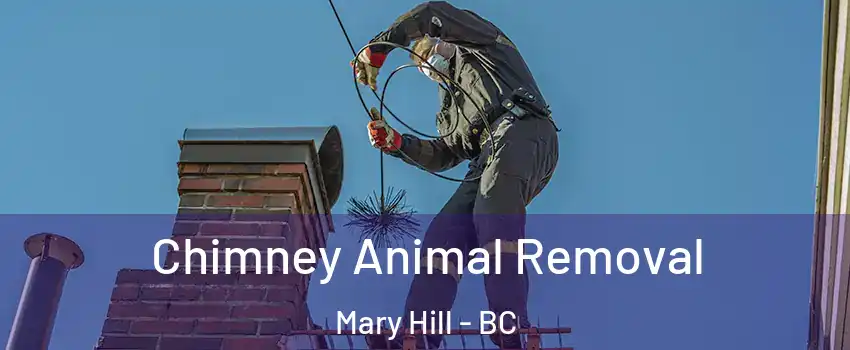 Chimney Animal Removal Mary Hill - BC