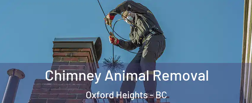 Chimney Animal Removal Oxford Heights - BC