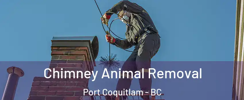Chimney Animal Removal Port Coquitlam - BC
