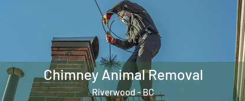 Chimney Animal Removal Riverwood - BC